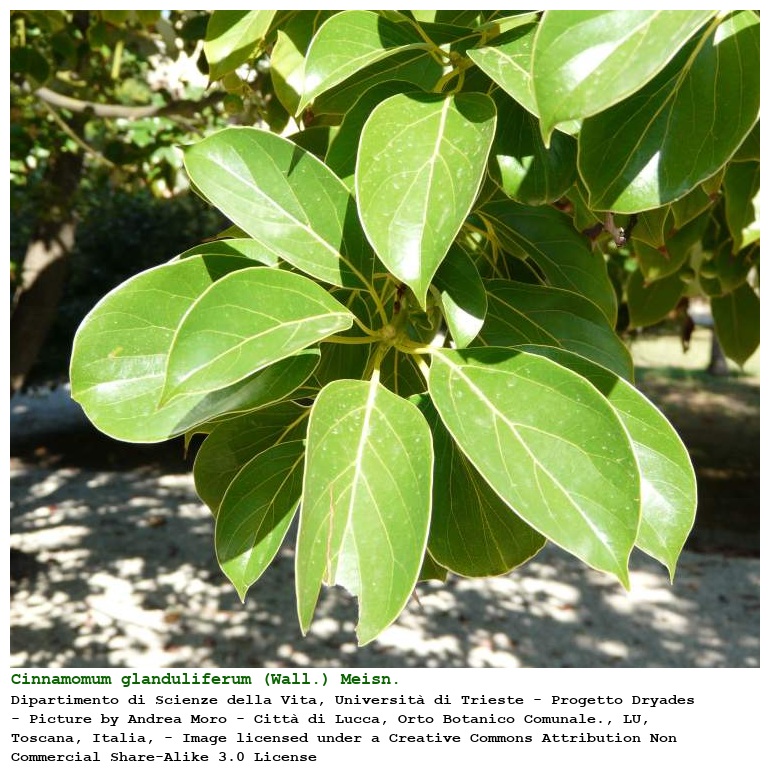 Cinnamomum glanduliferum (Wall.) Meisn.
